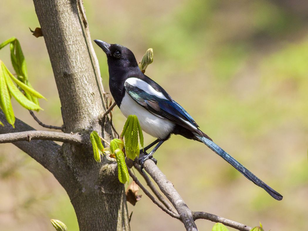 Eurasian Magpie