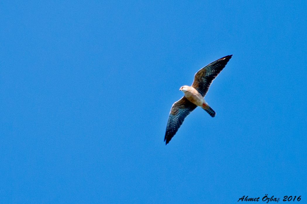 Red-footed Falcon