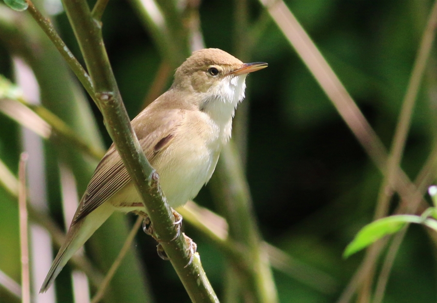 Common Reed Warbler