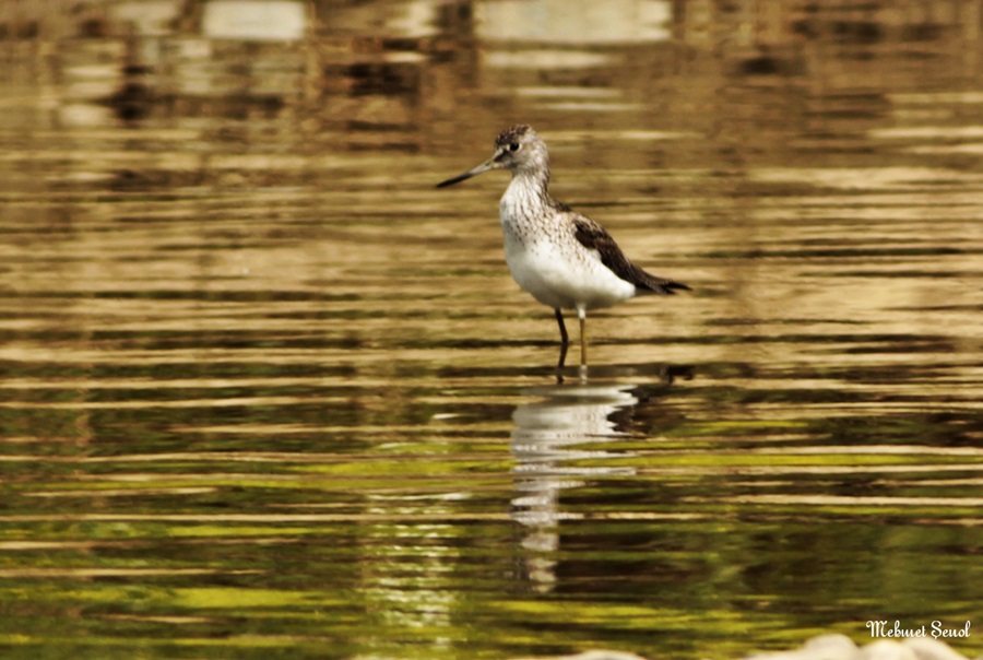 Common Greenshank