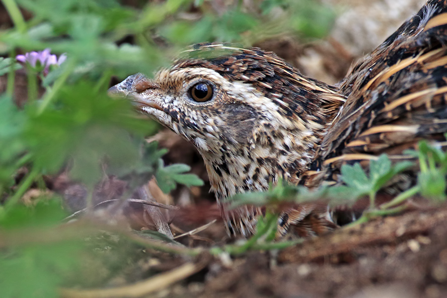 Common Quail