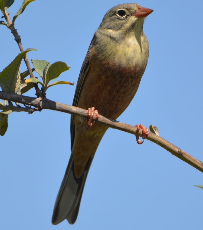 Ortolan Bunting