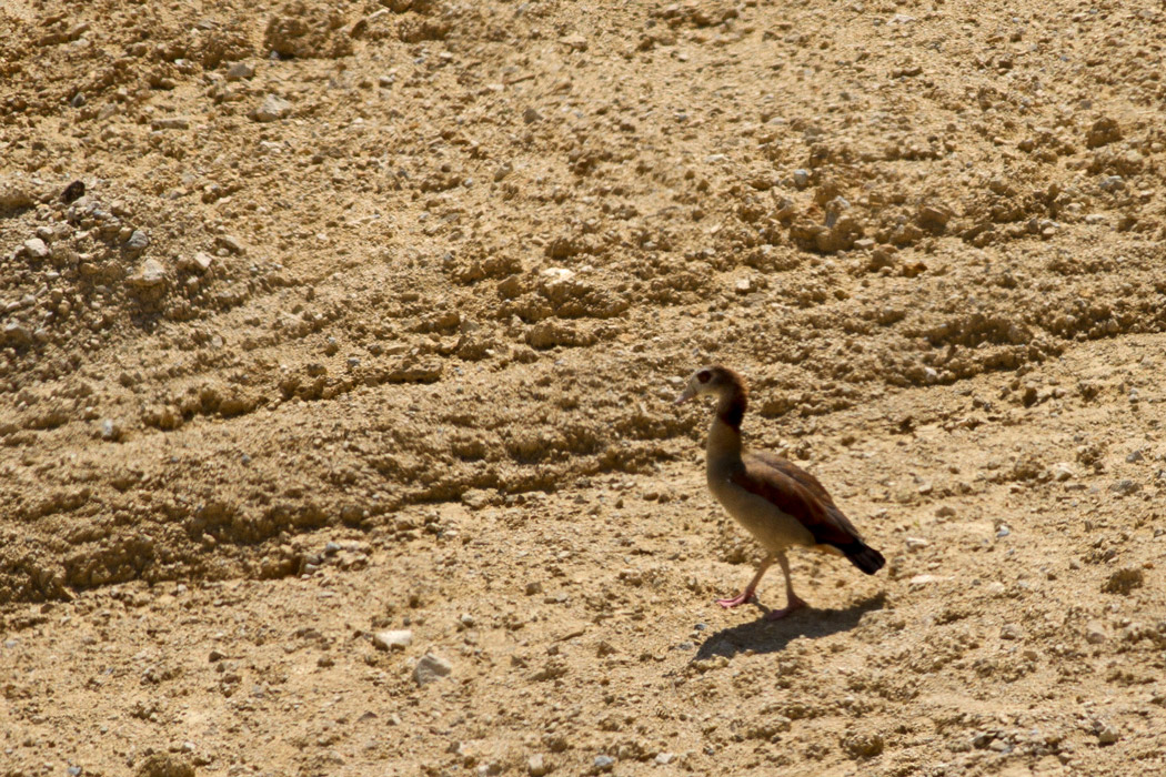 Egyptian Goose