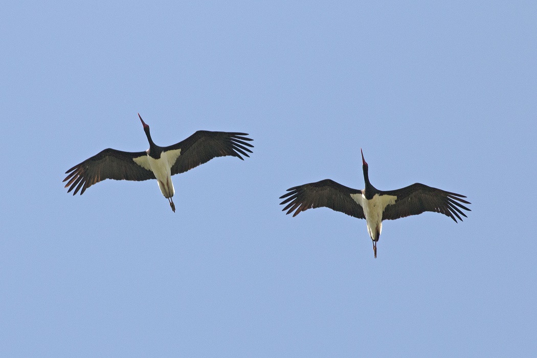 Black Stork