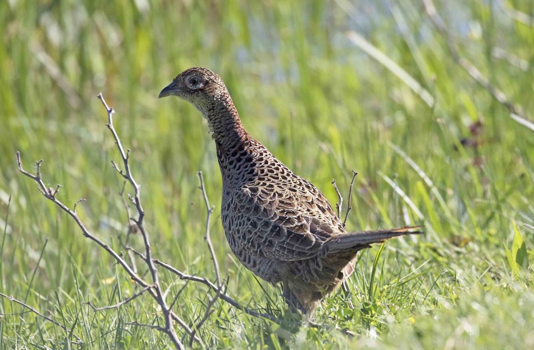 Common Pheasant