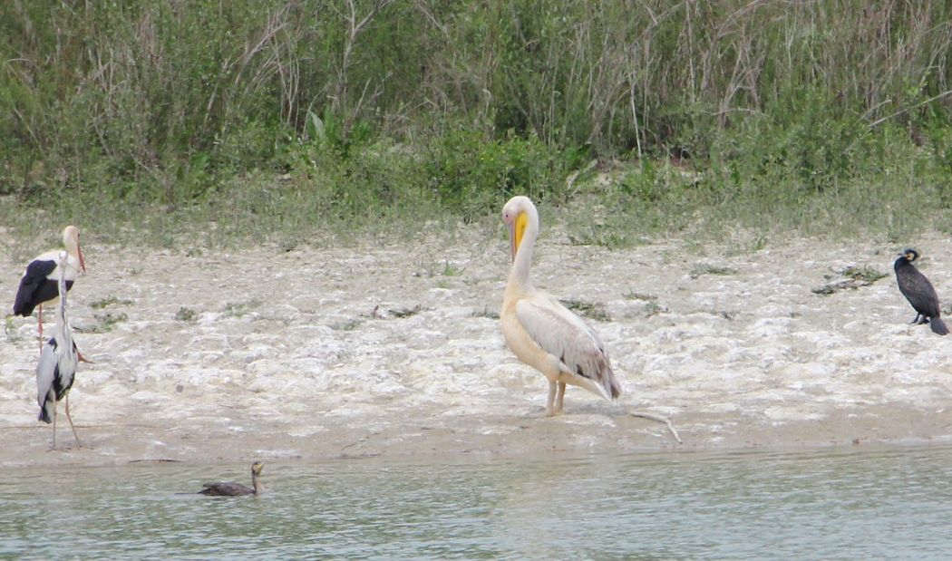 Great White Pelican