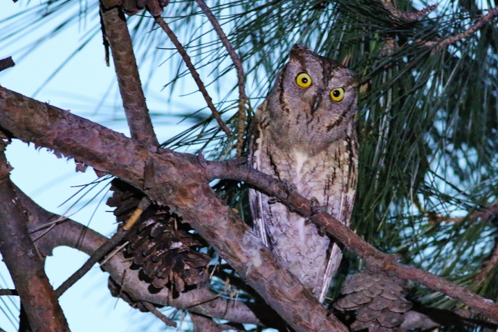 Eurasian Scops Owl