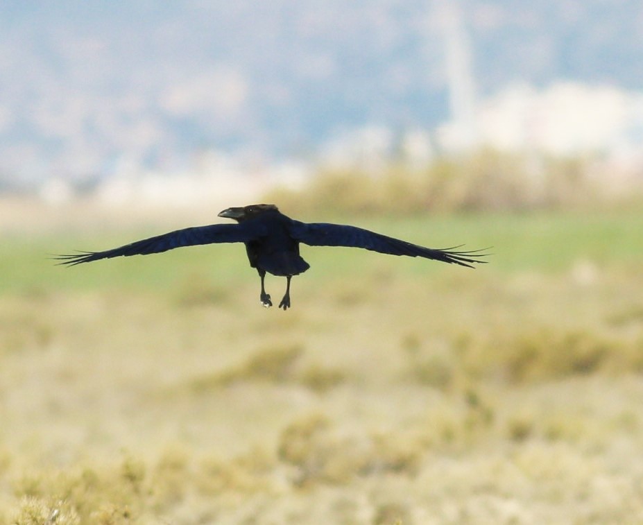 Northern Raven