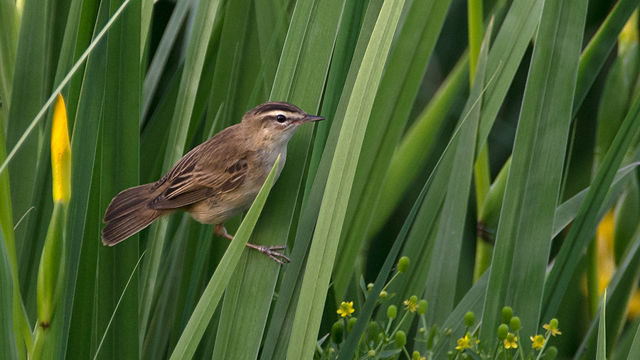Sedge Warbler