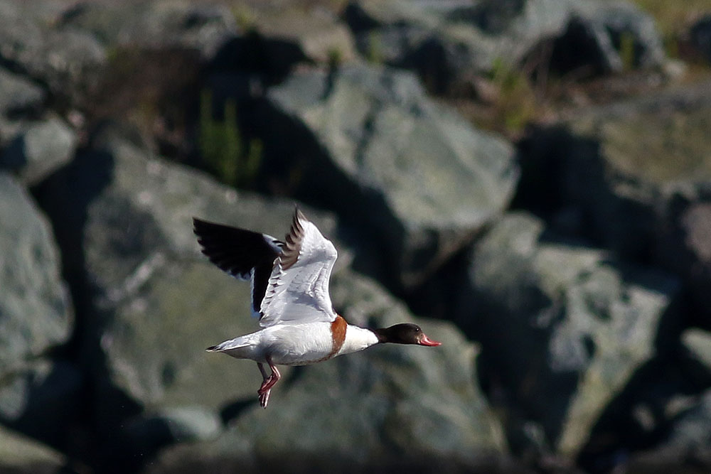 Common Shelduck