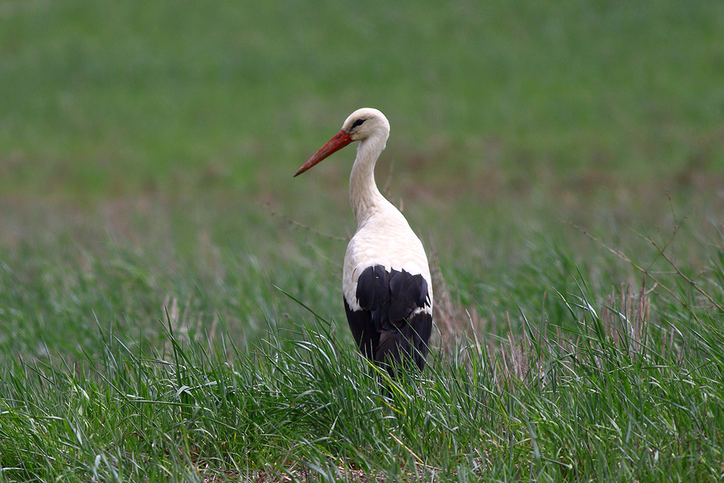 White Stork