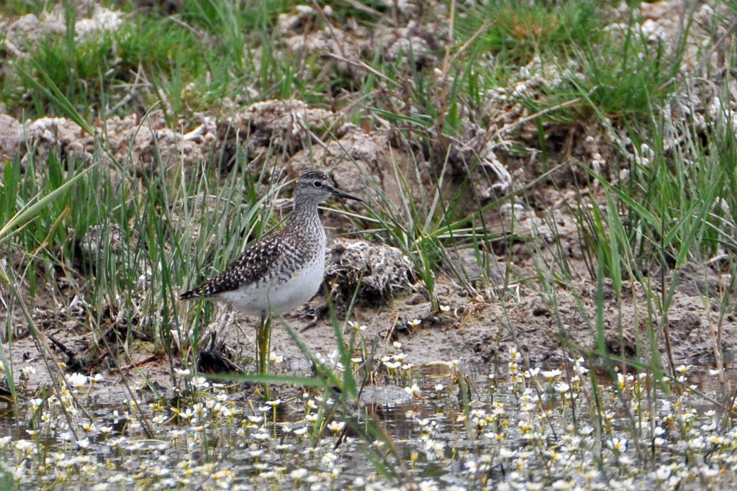 Wood Sandpiper