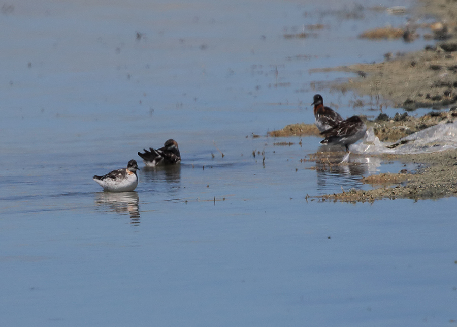 Red-necked Phalarope