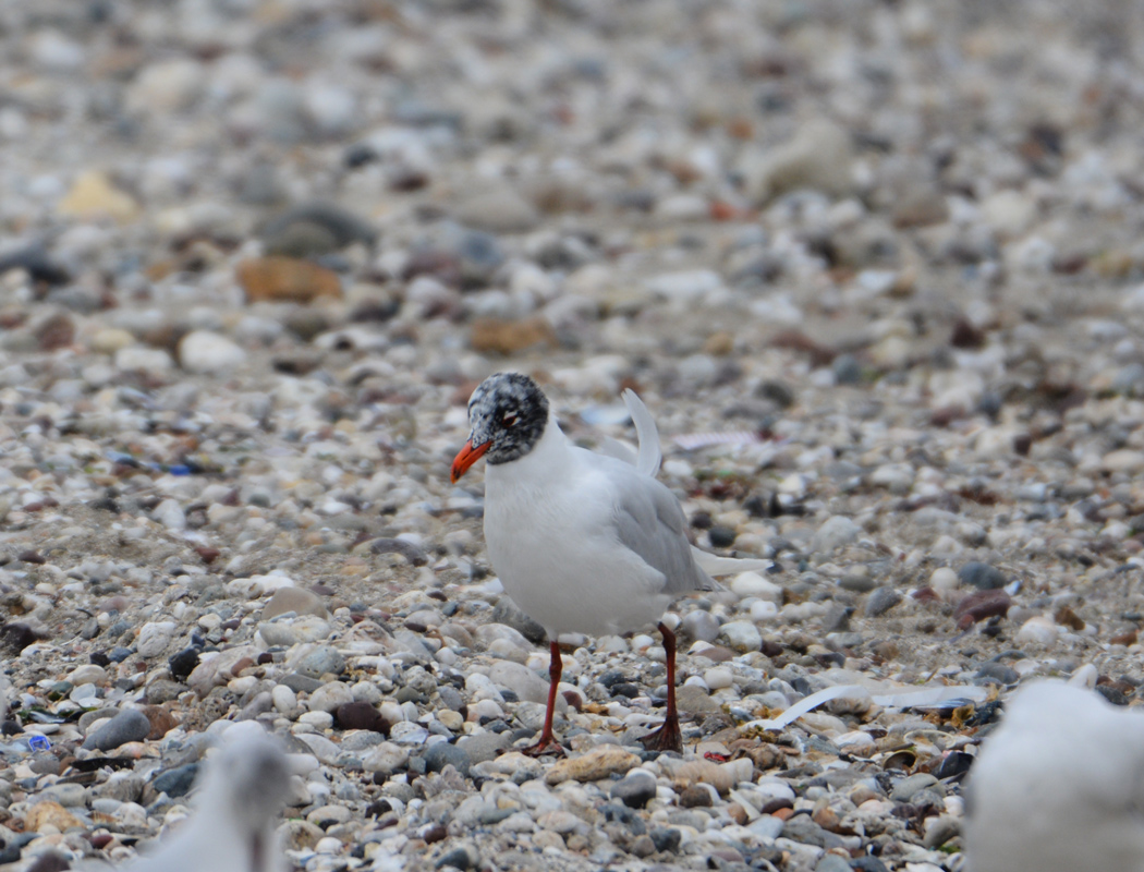 Mediterranean Gull