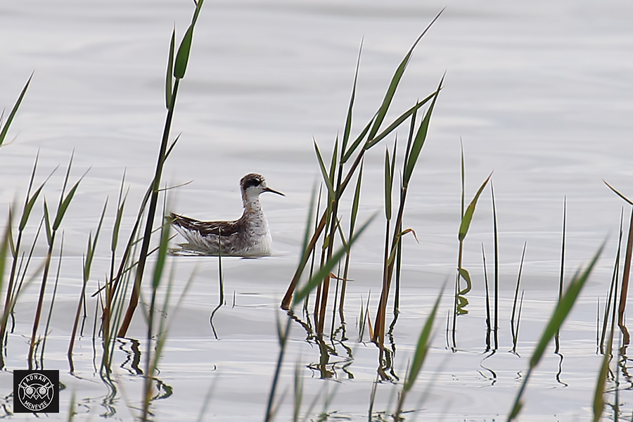 Red-necked Phalarope