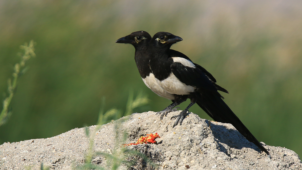 Eurasian Magpie