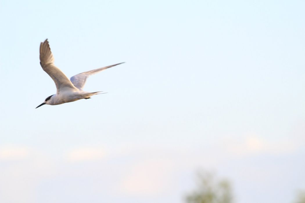 Sandwich Tern