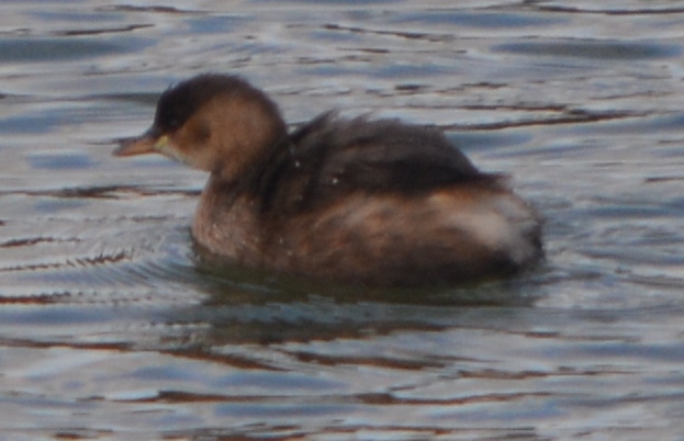 Little Grebe