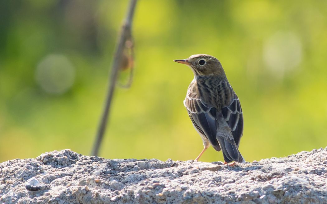 Meadow Pipit