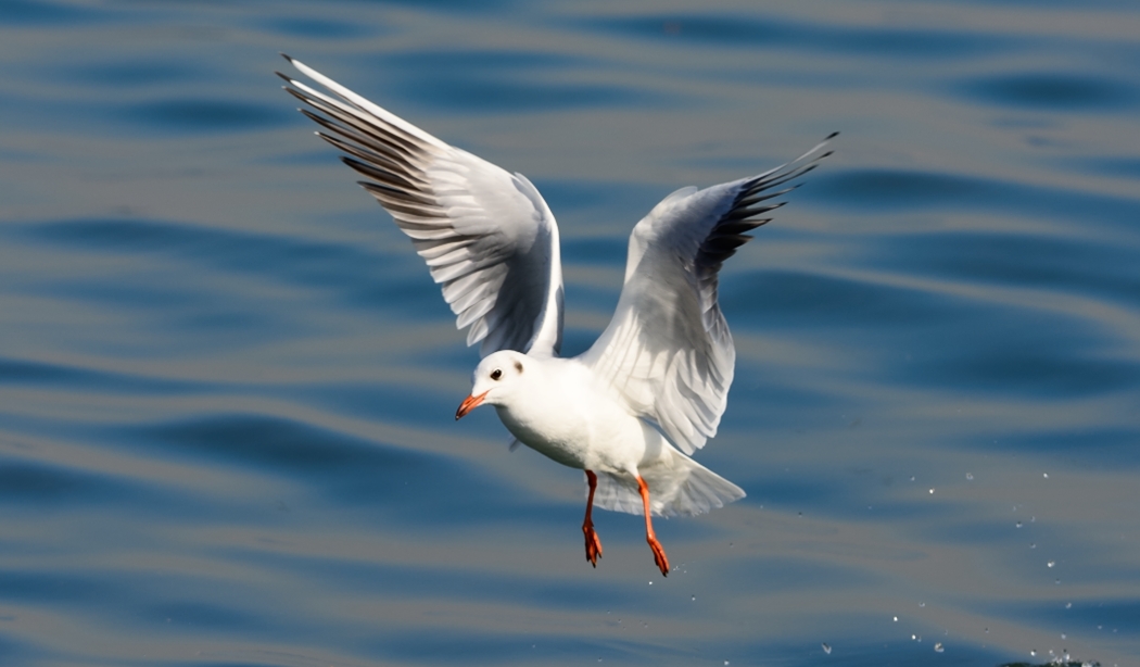 Black-headed Gull