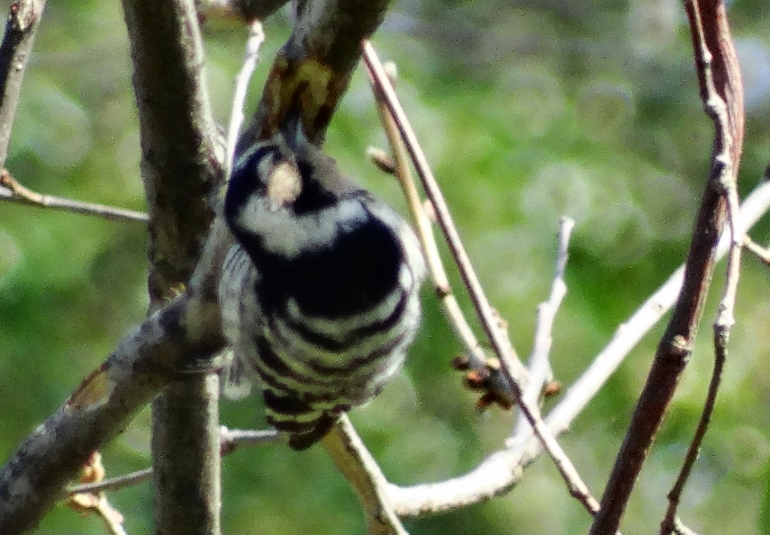 Lesser Spotted Woodpecker