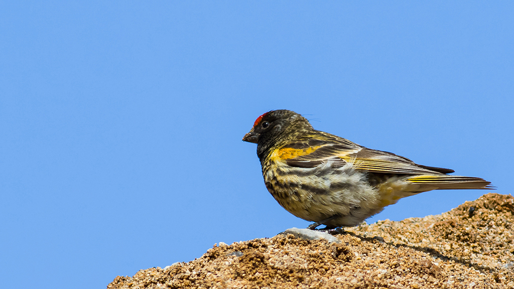 Red-fronted Serin