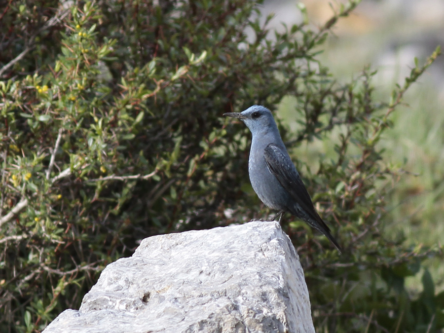 Blue Rock Thrush