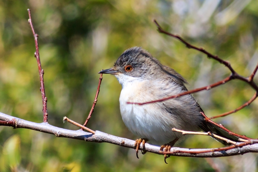 Sardinian Warbler