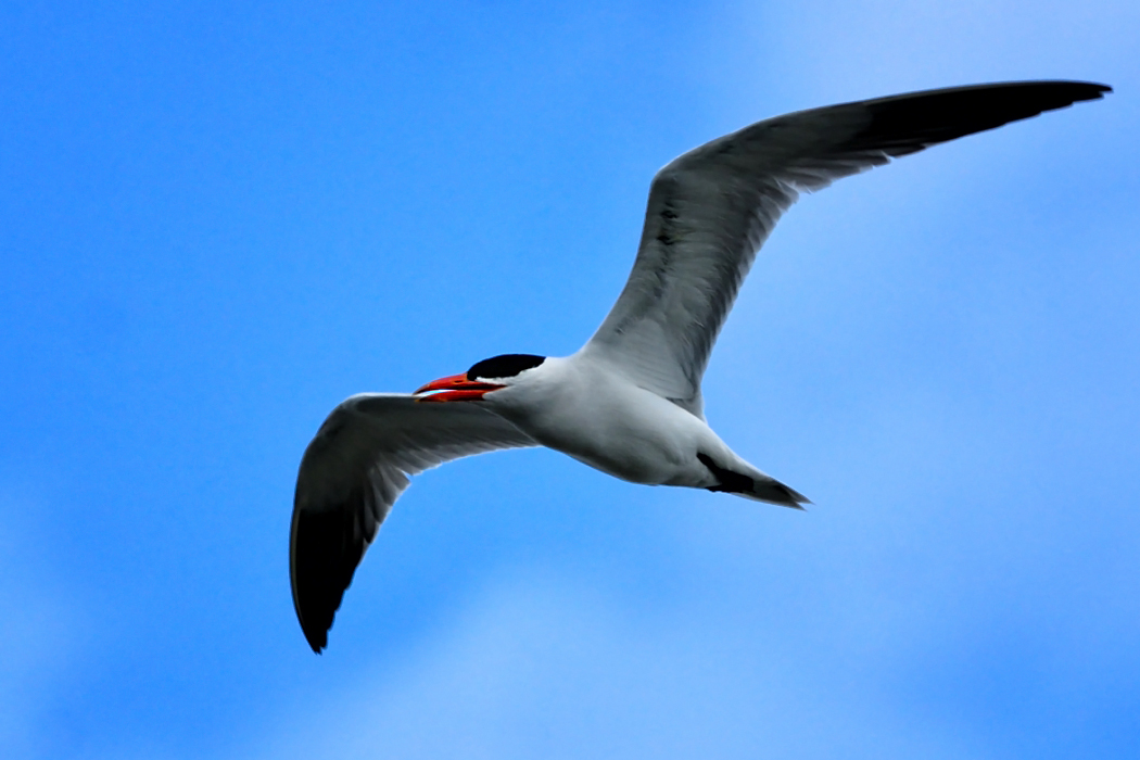 Caspian Tern