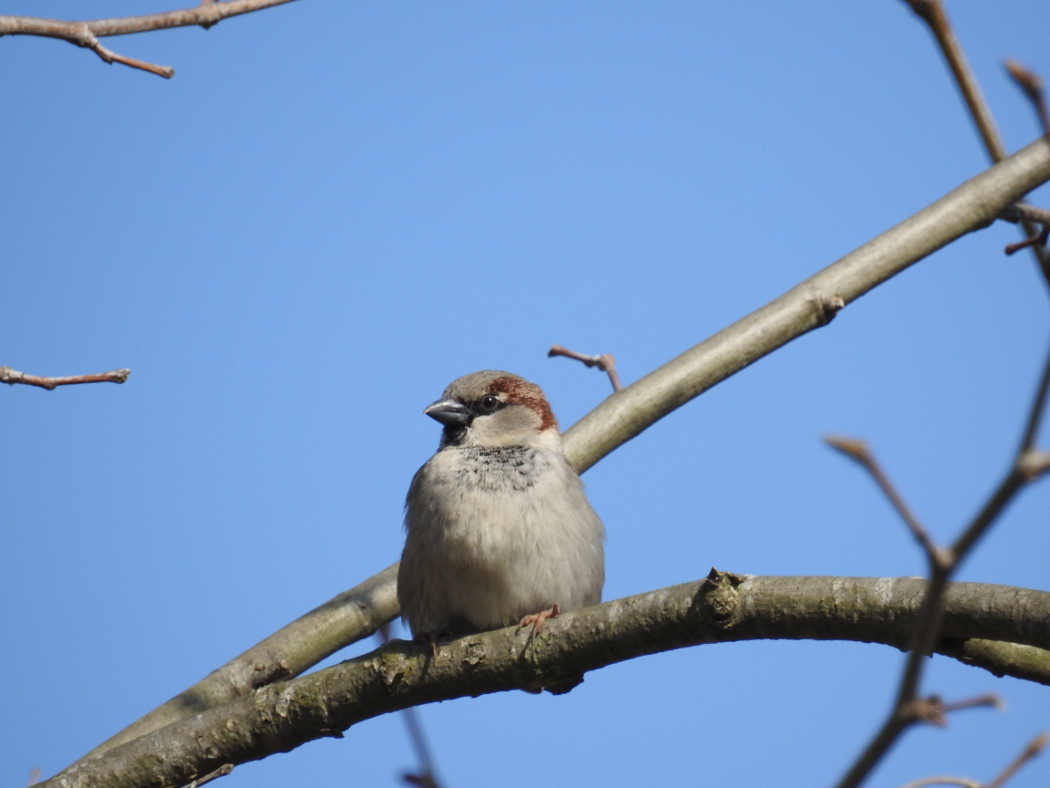 House Sparrow