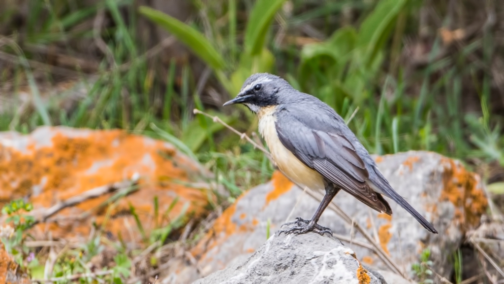 White-throated Robin