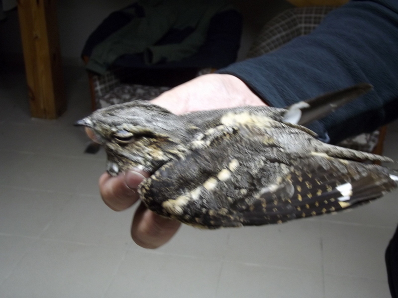 European Nightjar