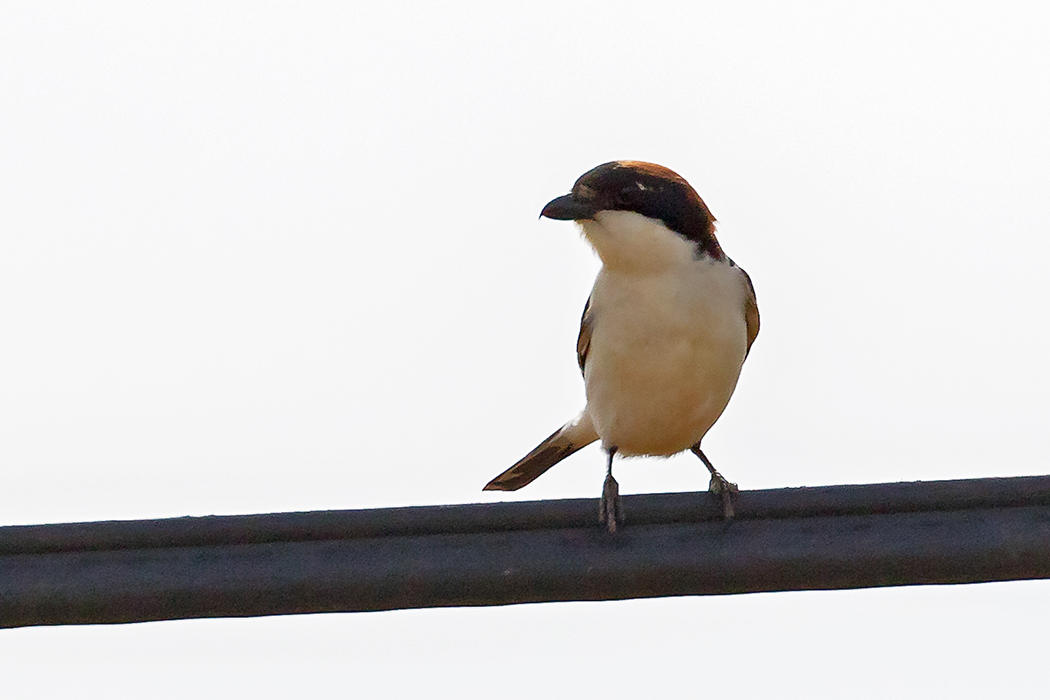 Woodchat Shrike