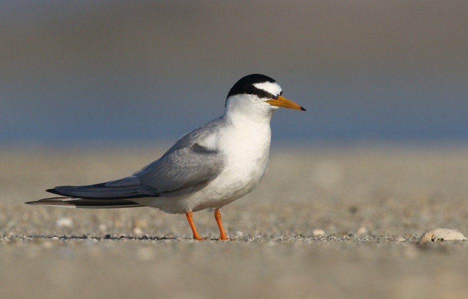 Little Tern