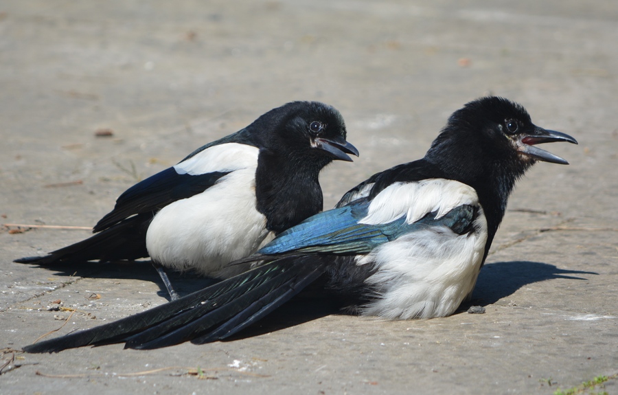 Eurasian Magpie