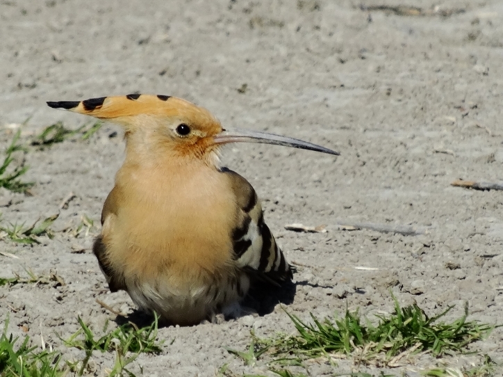 Common Hoopoe