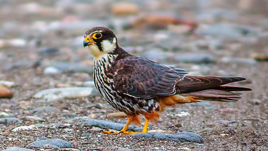 Eurasian Hobby