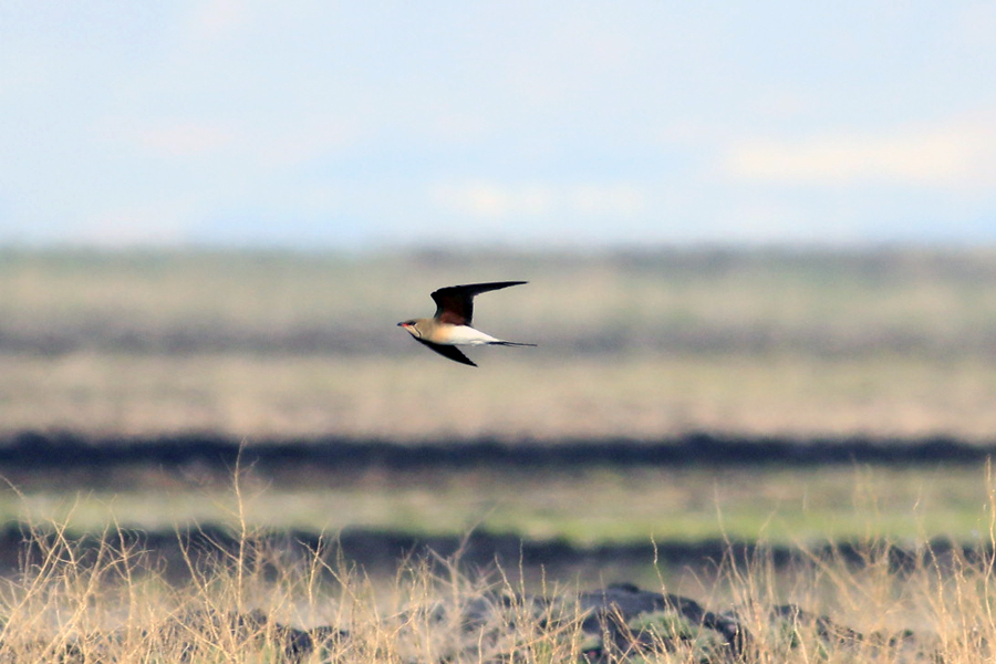 Collared Pratincole