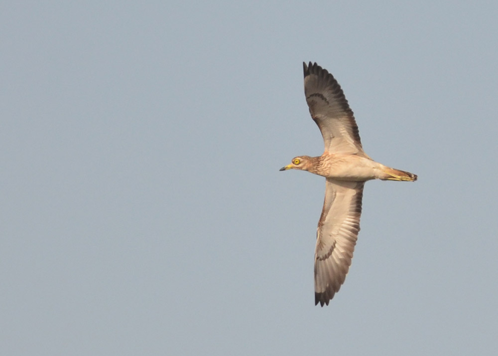 Eurasian Stone-curlew