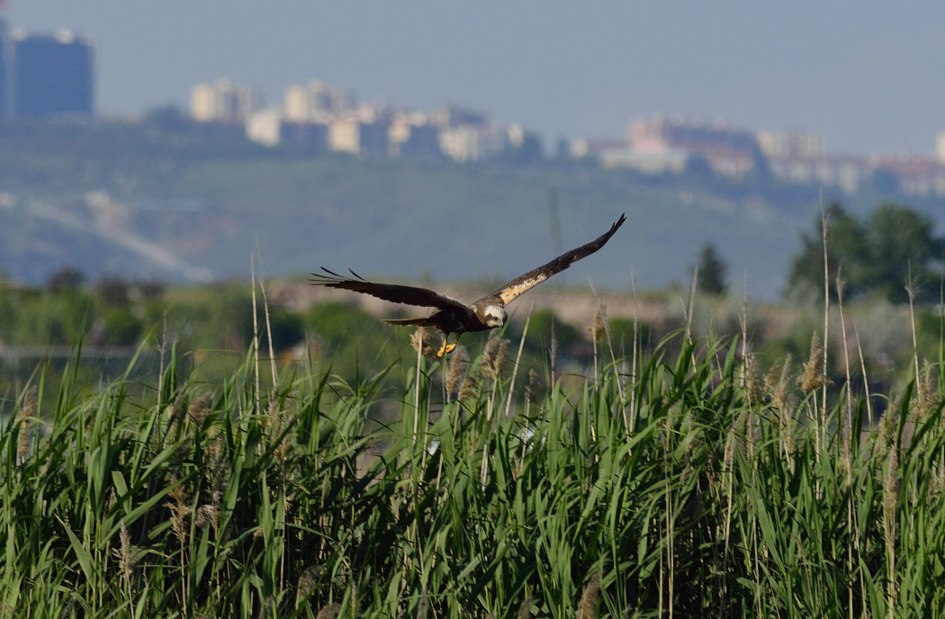 Western Marsh Harrier