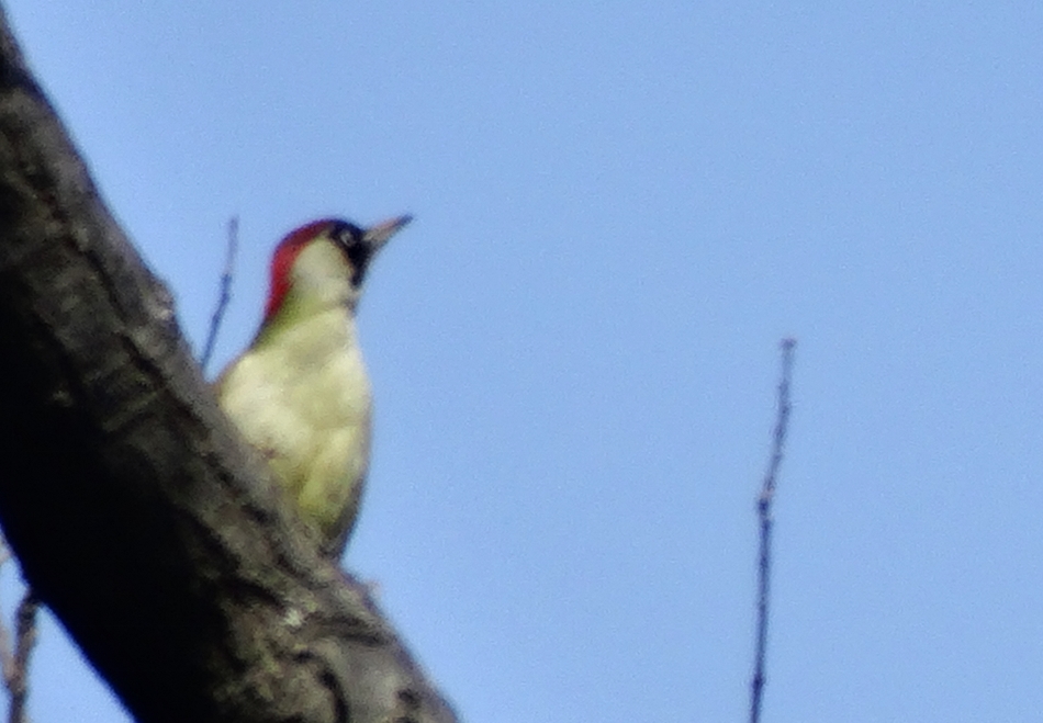 European Green Woodpecker