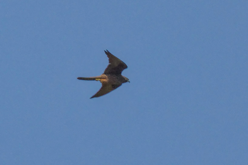 Eleonora`s Falcon