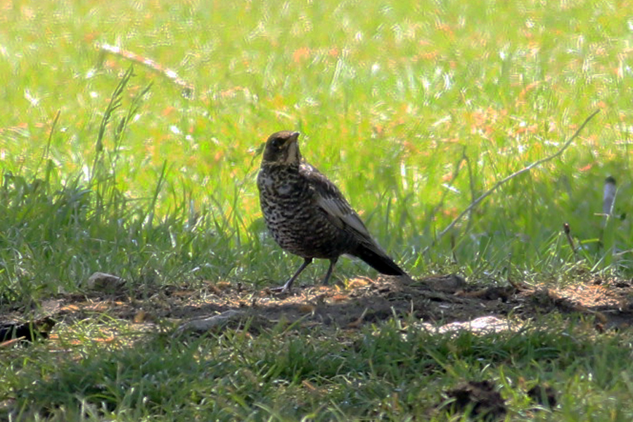 Ring Ouzel