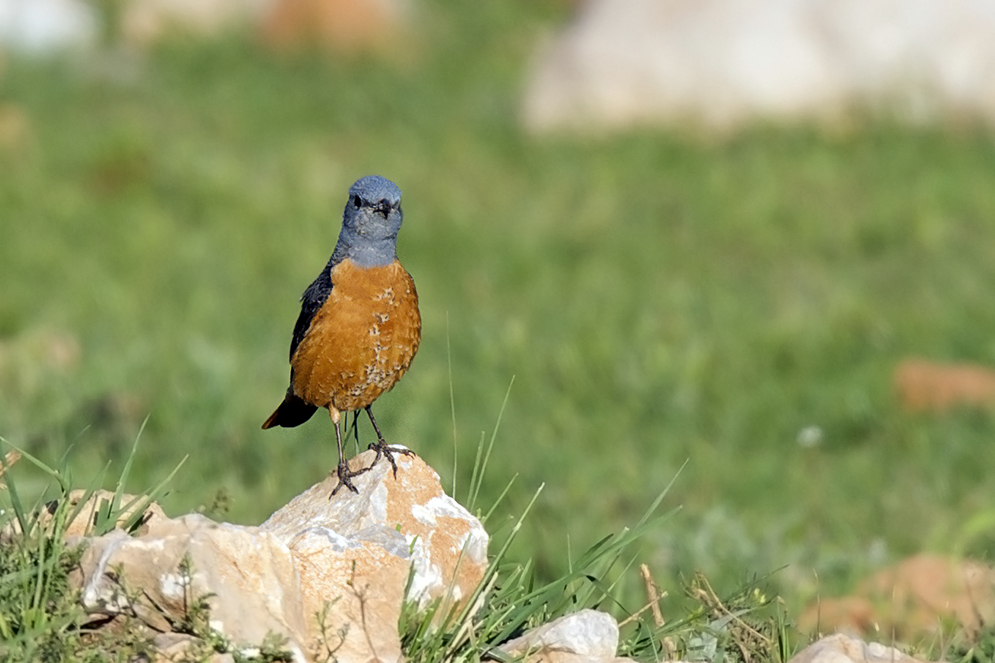 Common Rock Thrush