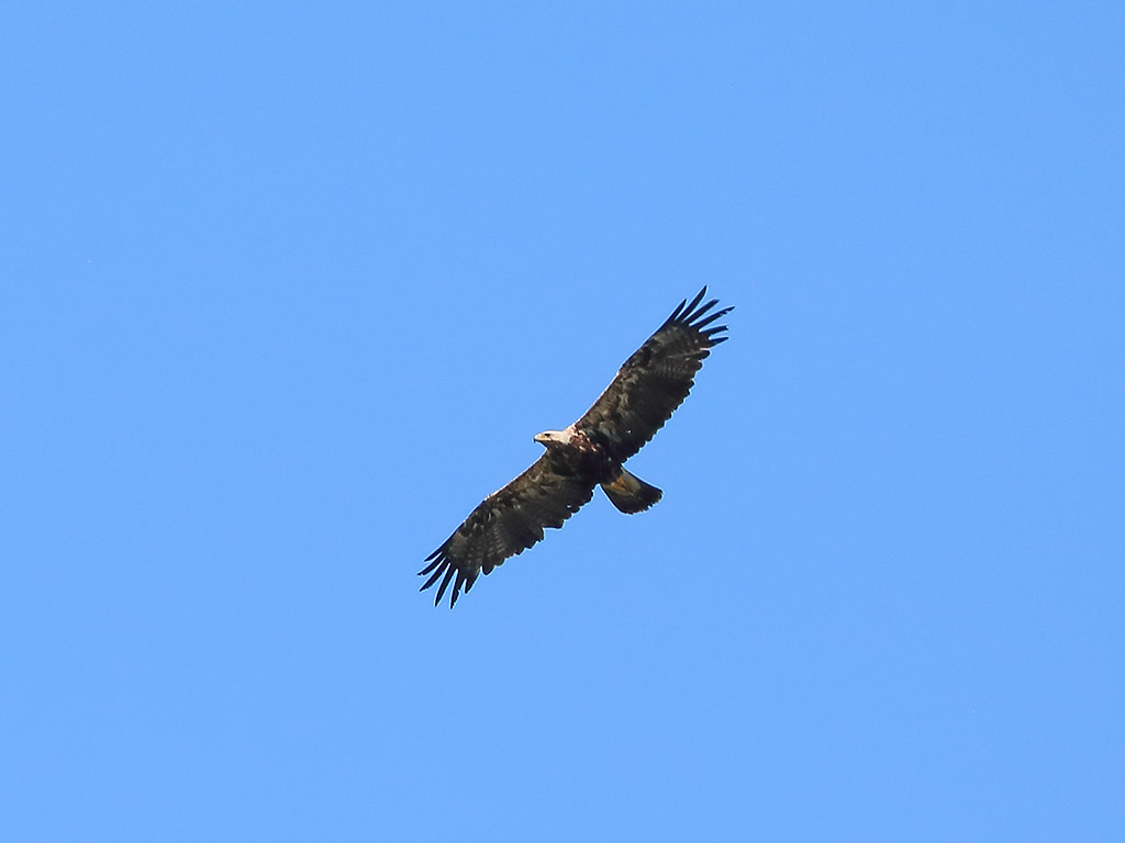 Şah Kartal