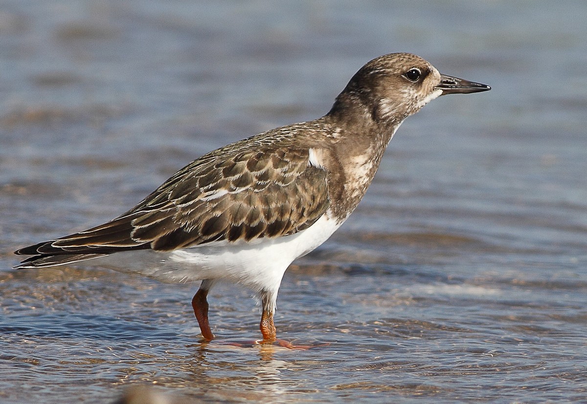 Ruddy Turnstone
