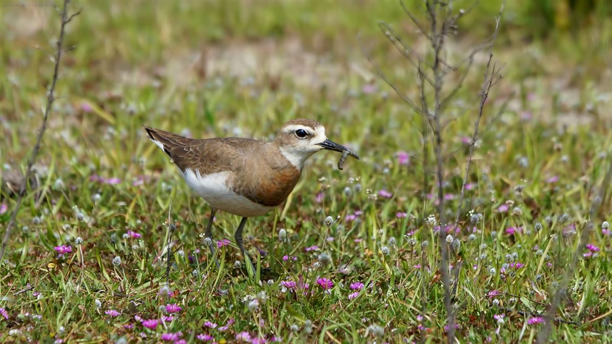Caspian Plover