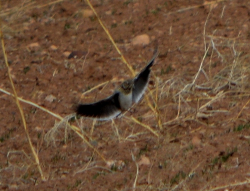 Calandra Lark