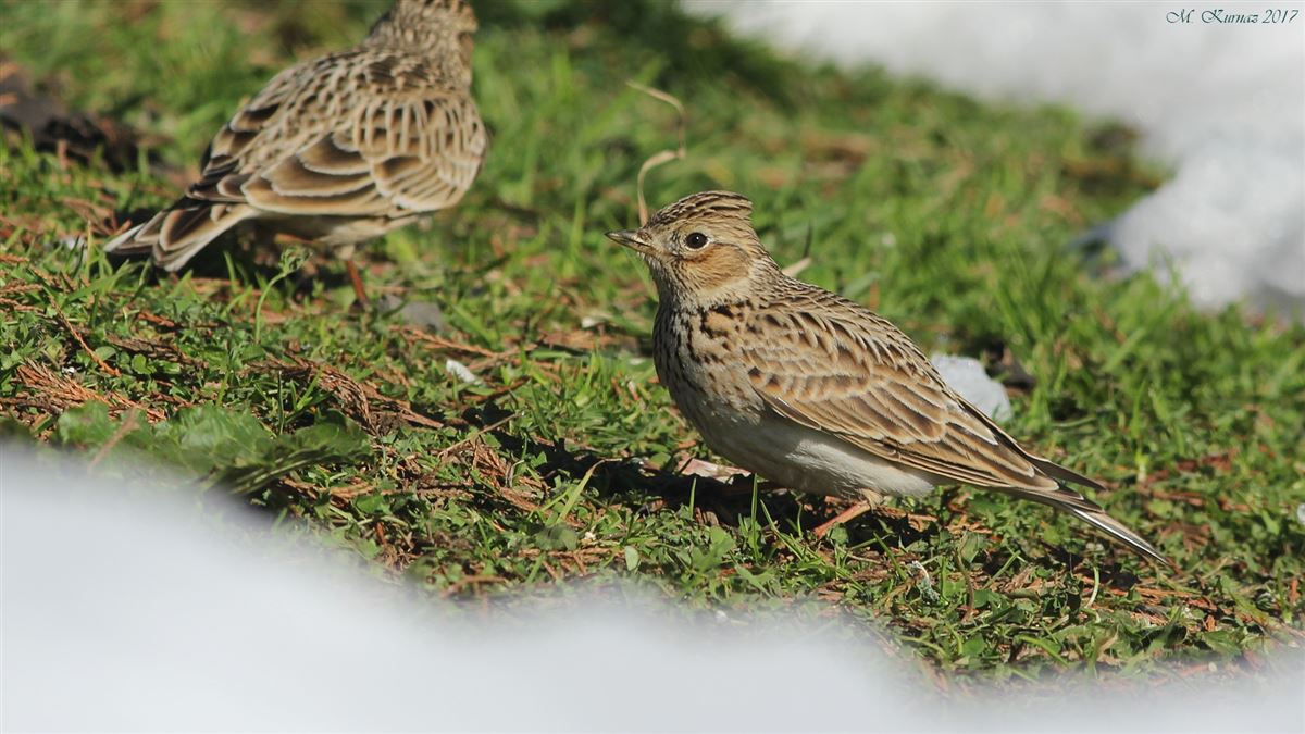 Eurasian Skylark