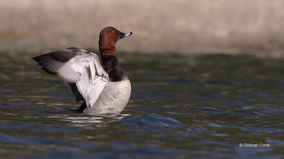 Common Pochard